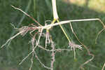 Itchgrass